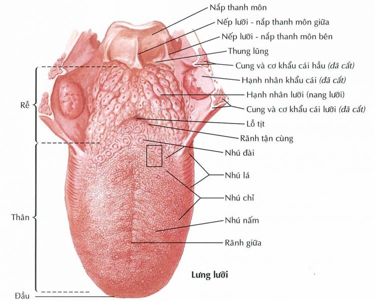 LƯỠI – THIỆT