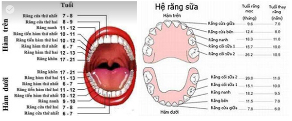 RĂNG – LỢI