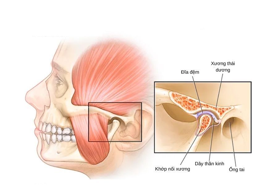 Cấu trúc khung & xương sụn của mồm miệng