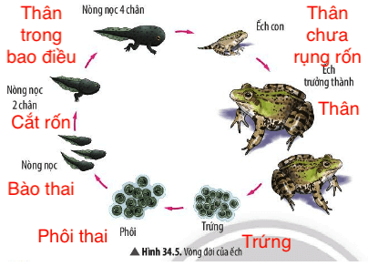 ÔNG CHẰNG BÀ CHUỘC