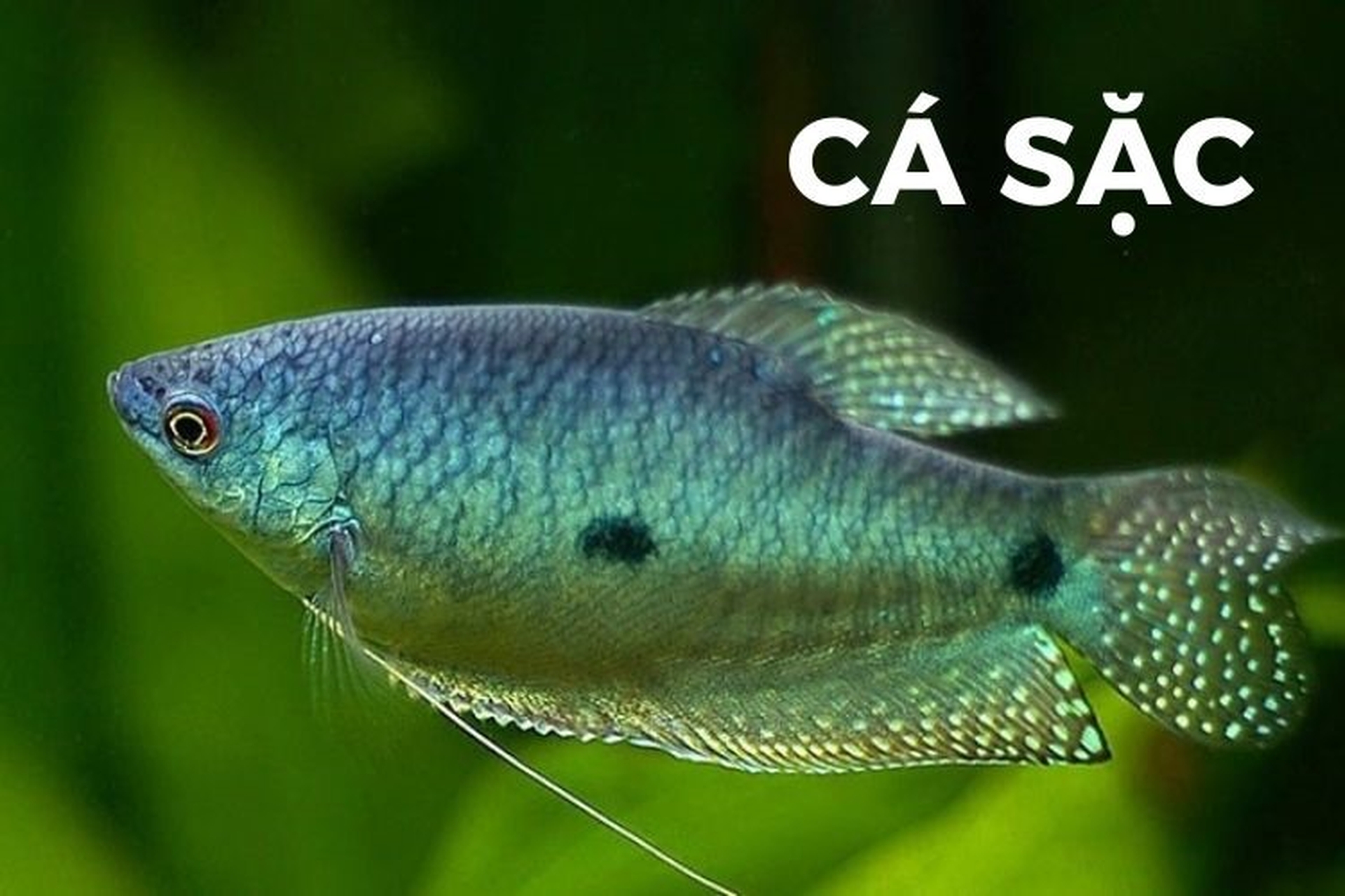 Ca dao tục ngữ về SẮC