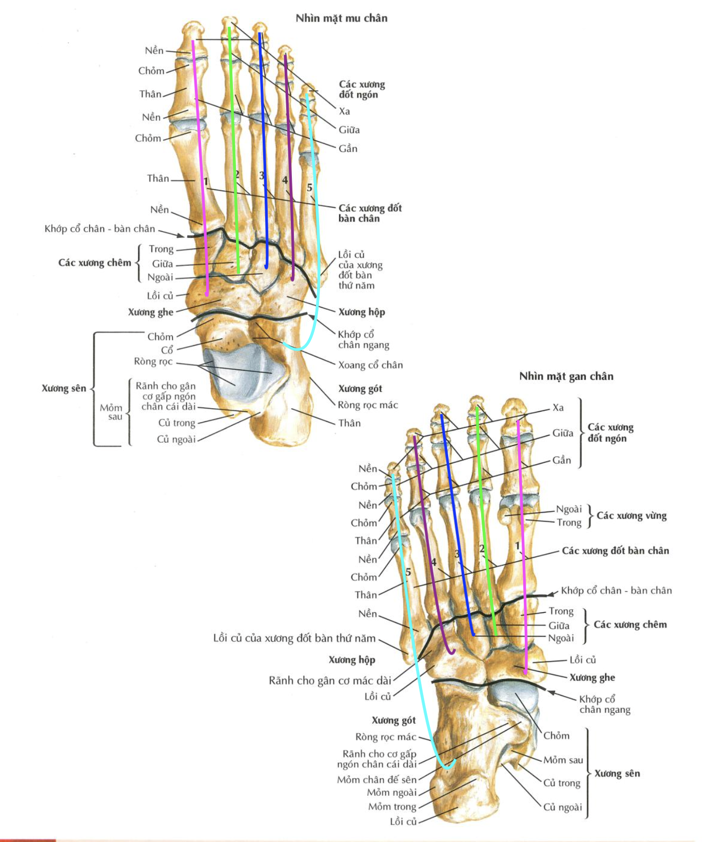 XOÈ BÀN CHÂN/TAY, ĐẾM NGÓN CHÂN/TAY