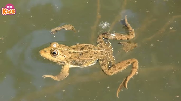 TĨNH CÔNG – TƯ THẾ CON ẾCH